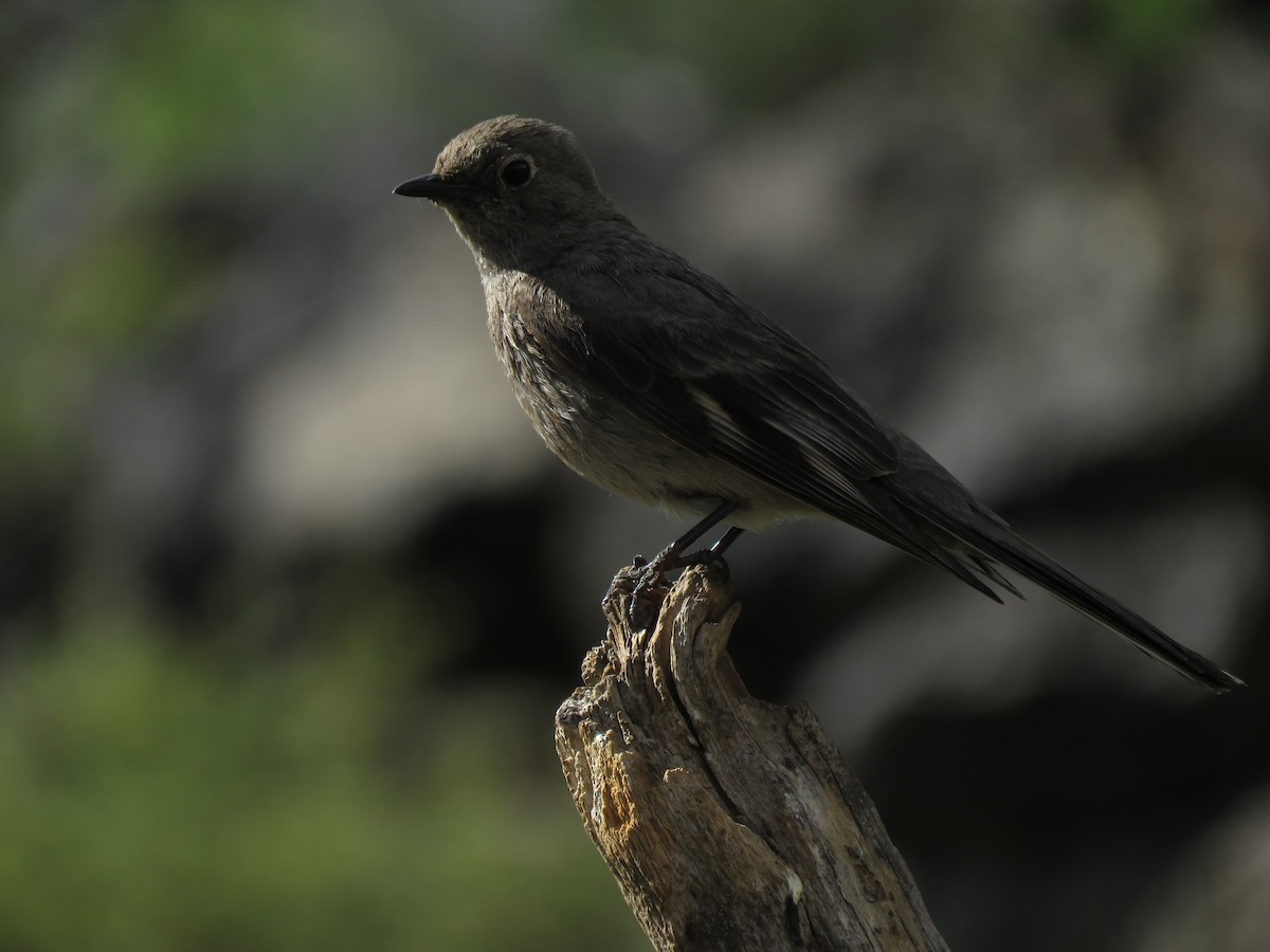Townsend's Solitaire - ML253169071