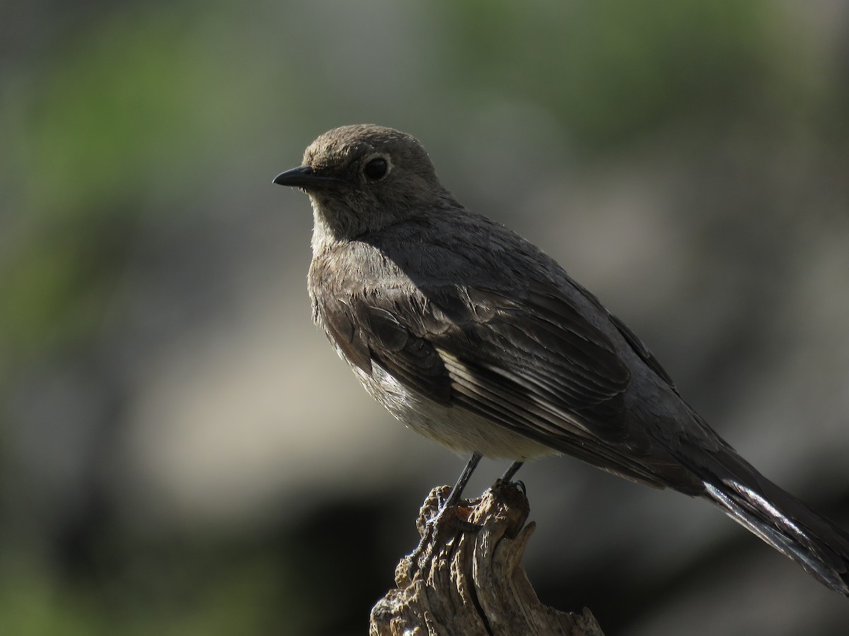 Townsend's Solitaire - ML253169261