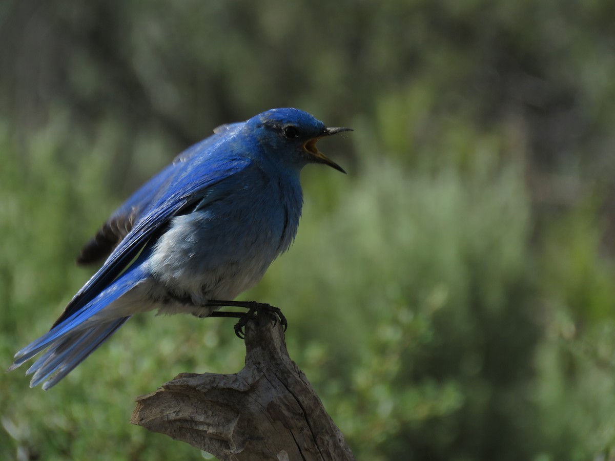 Mountain Bluebird - Kai Frueh