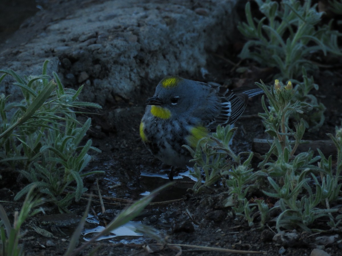 Yellow-rumped Warbler (Audubon's) - ML253174331