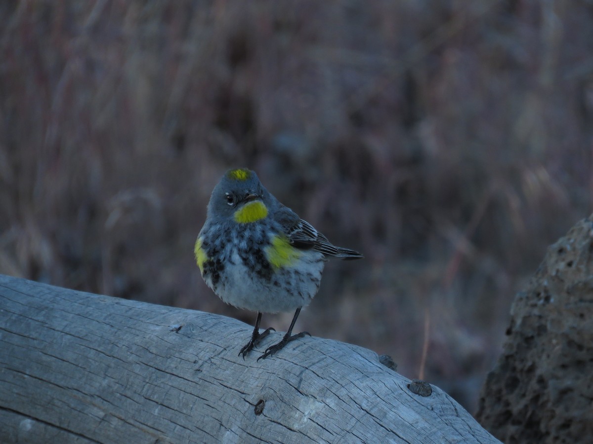 Yellow-rumped Warbler (Audubon's) - ML253174351