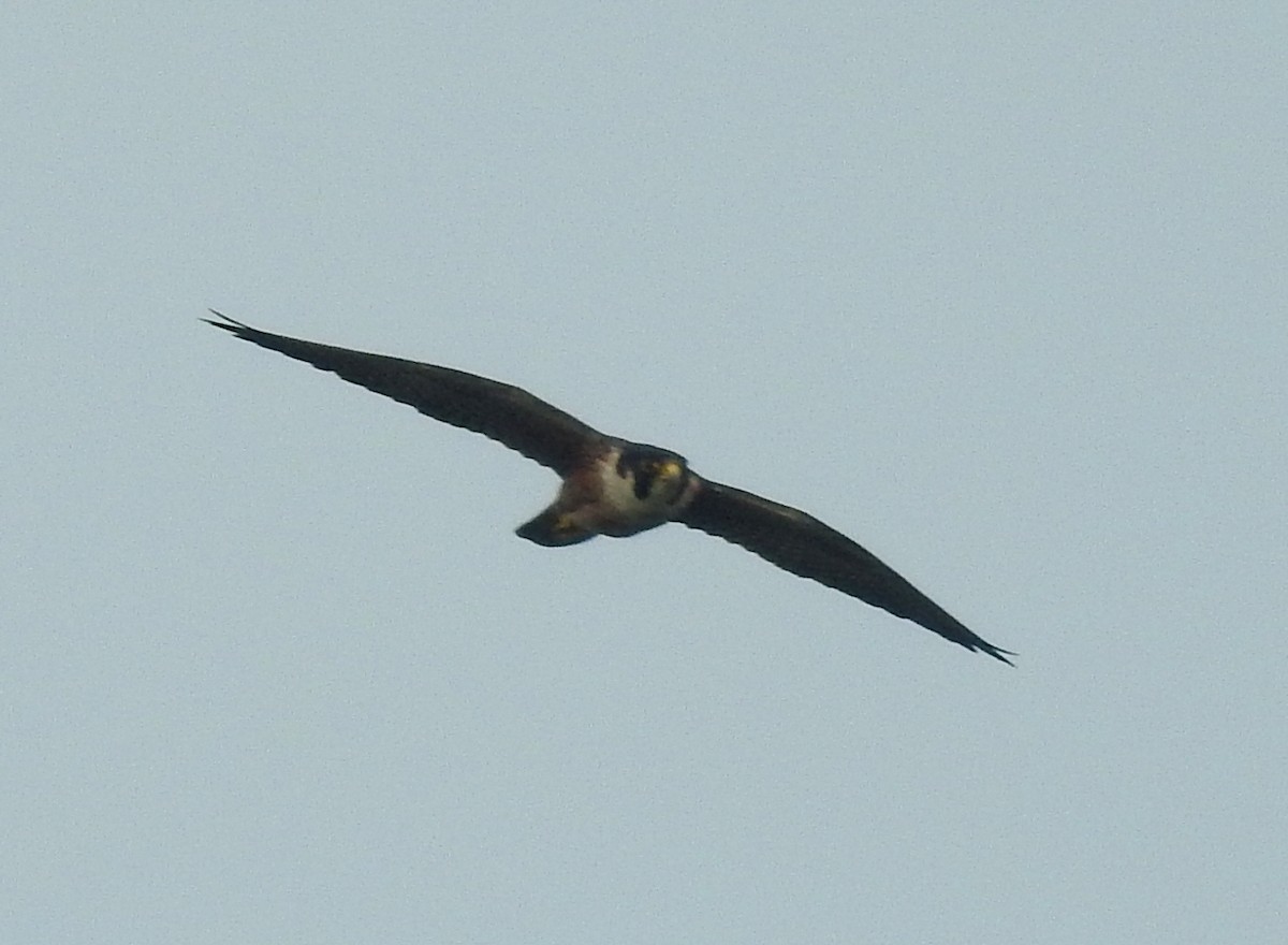 Peregrine Falcon - G Parameswaran