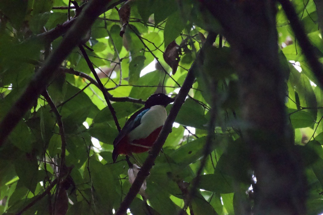 Ivory-breasted Pitta - ML253178361