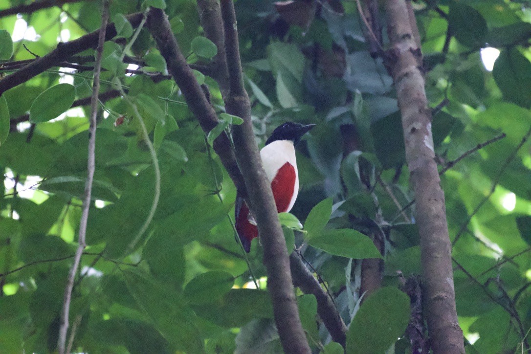 Ivory-breasted Pitta - ML253178391