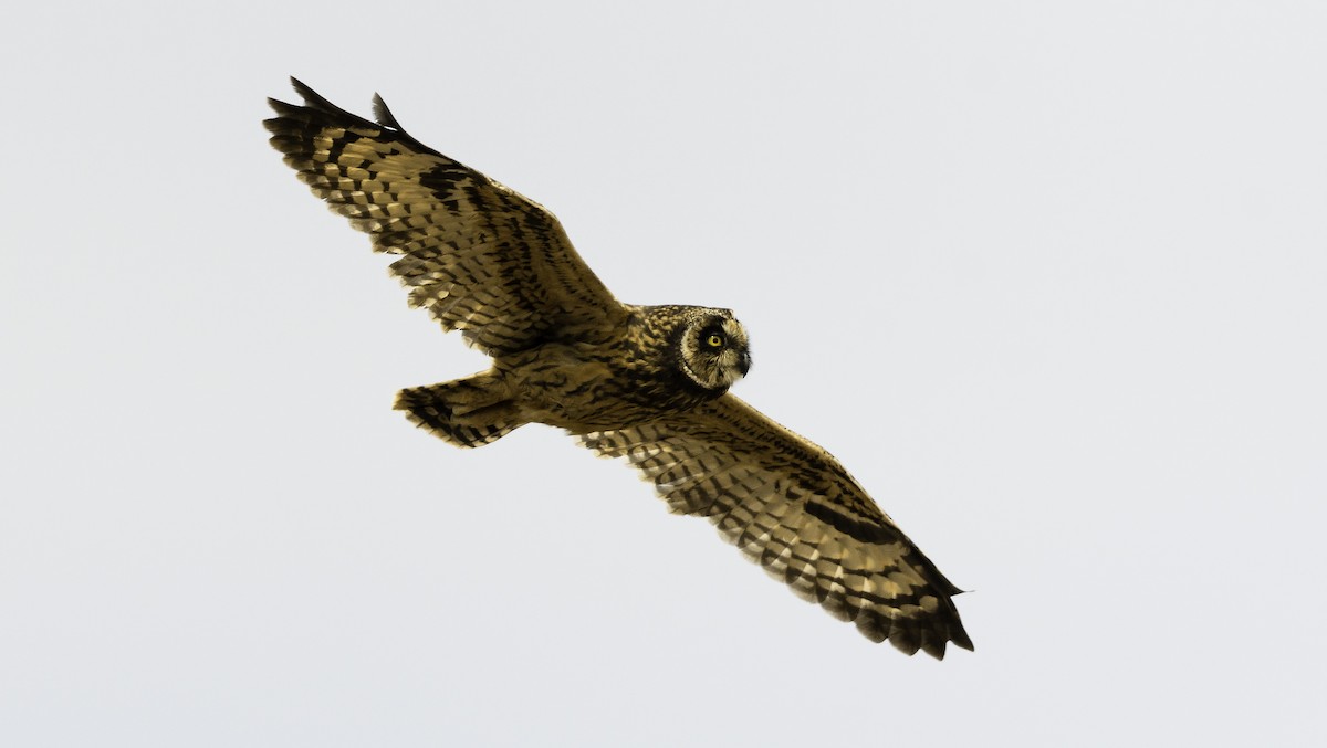 Short-eared Owl (Galapagos) - Ian Routley