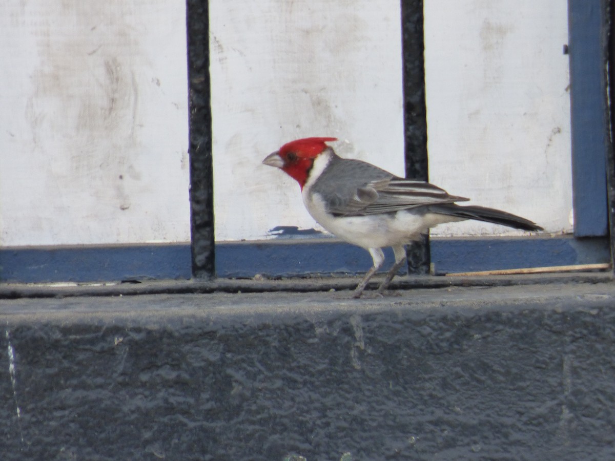 Red-crested Cardinal - Melissa Forehand