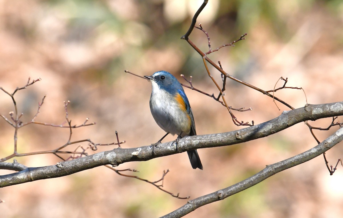 Red-flanked Bluetail - ML253190141
