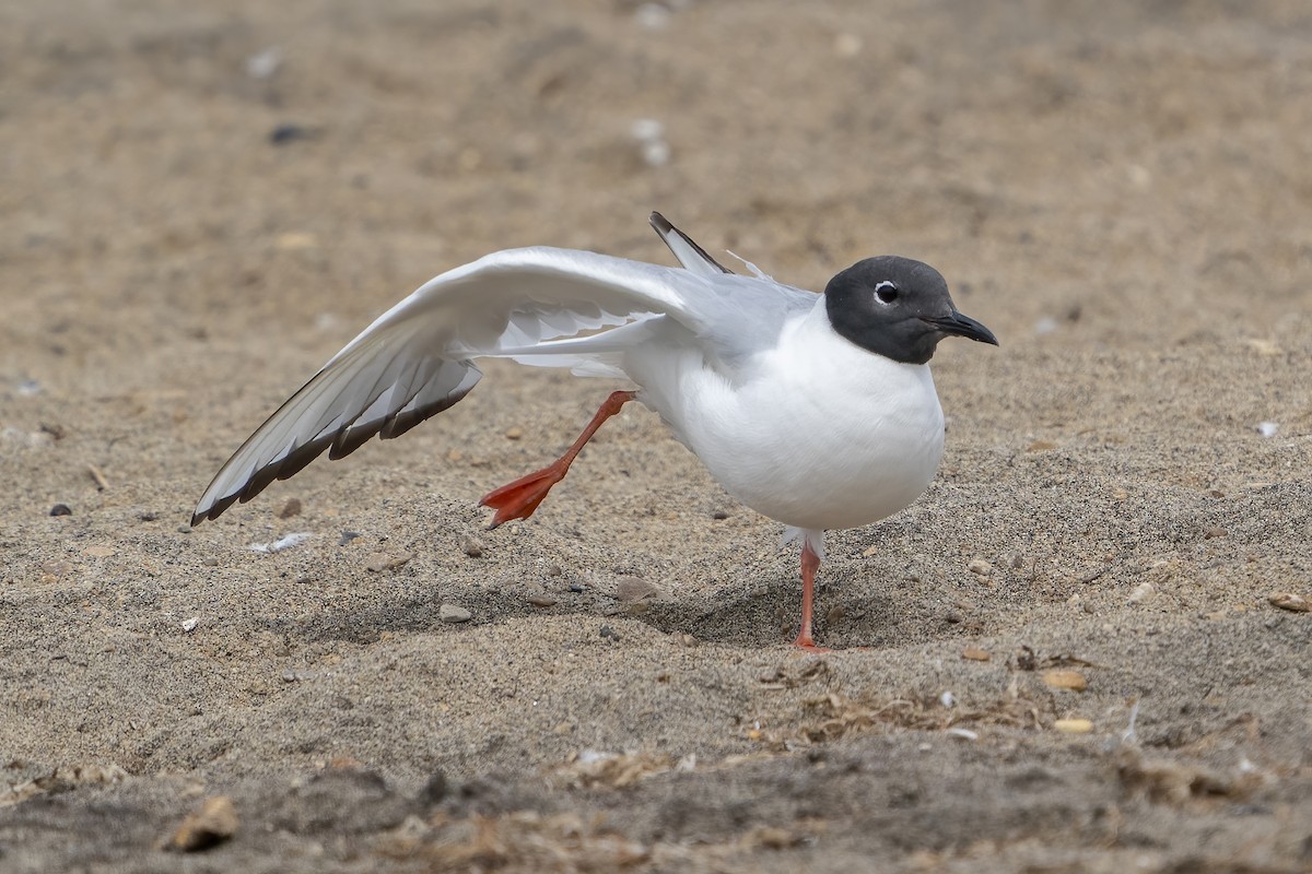 New York Breeding Bird Atlas Checklist - 2 Aug 2020 - Lake Champlain ...