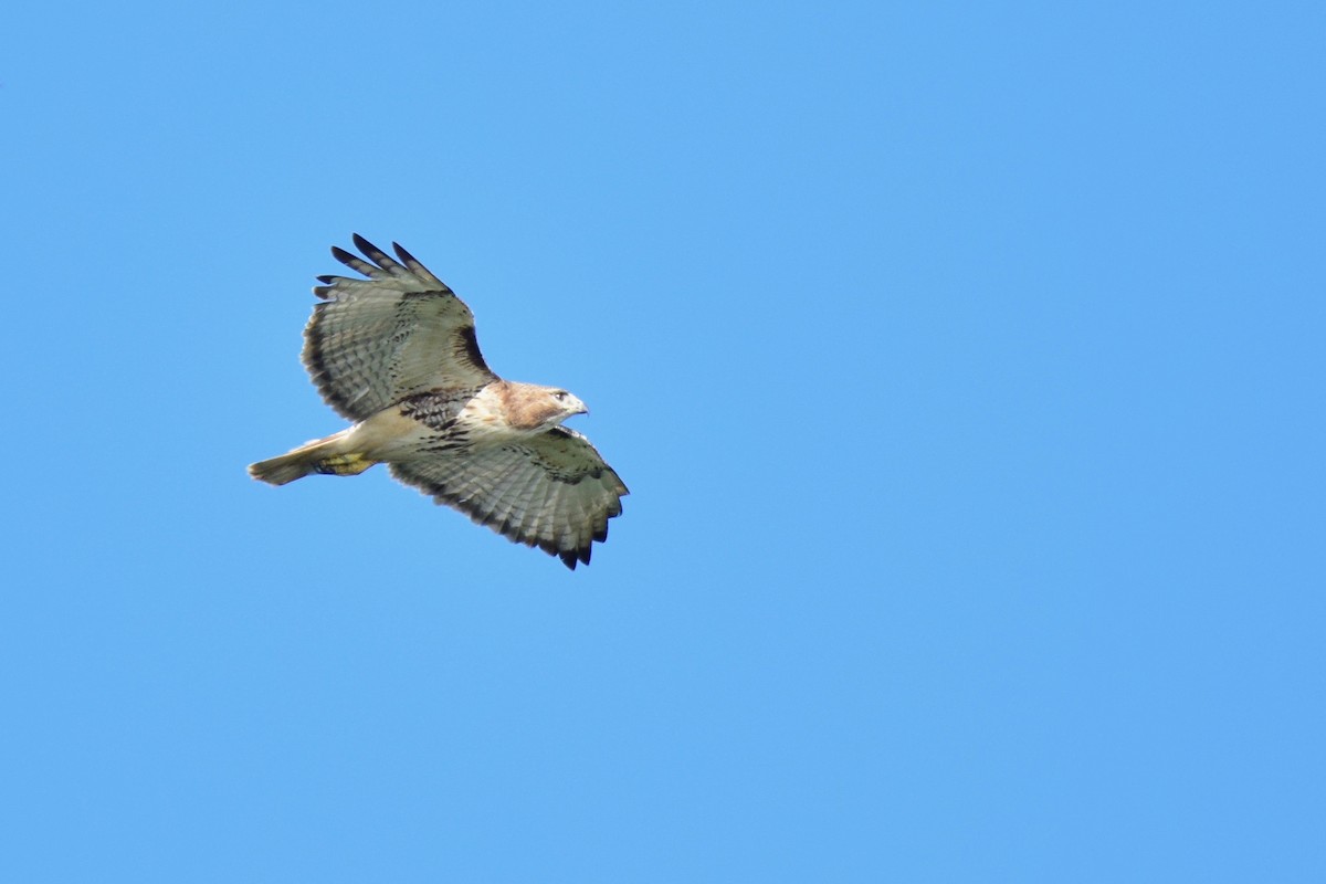 Red-tailed Hawk - ML253195691