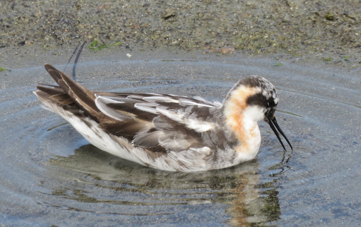 Red-necked Phalarope - Colin Meusel