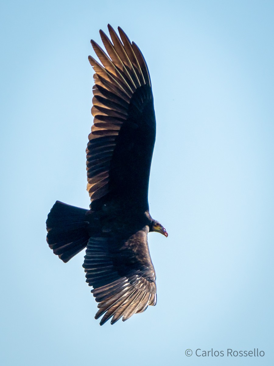 Lesser Yellow-headed Vulture - ML253198071