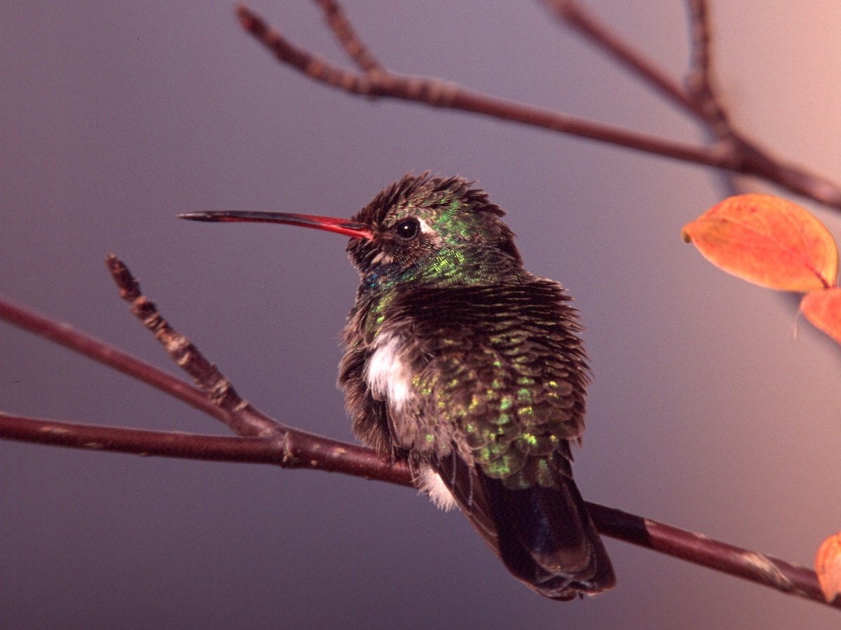 Broad-billed Hummingbird - Jack & Holly Bartholmai