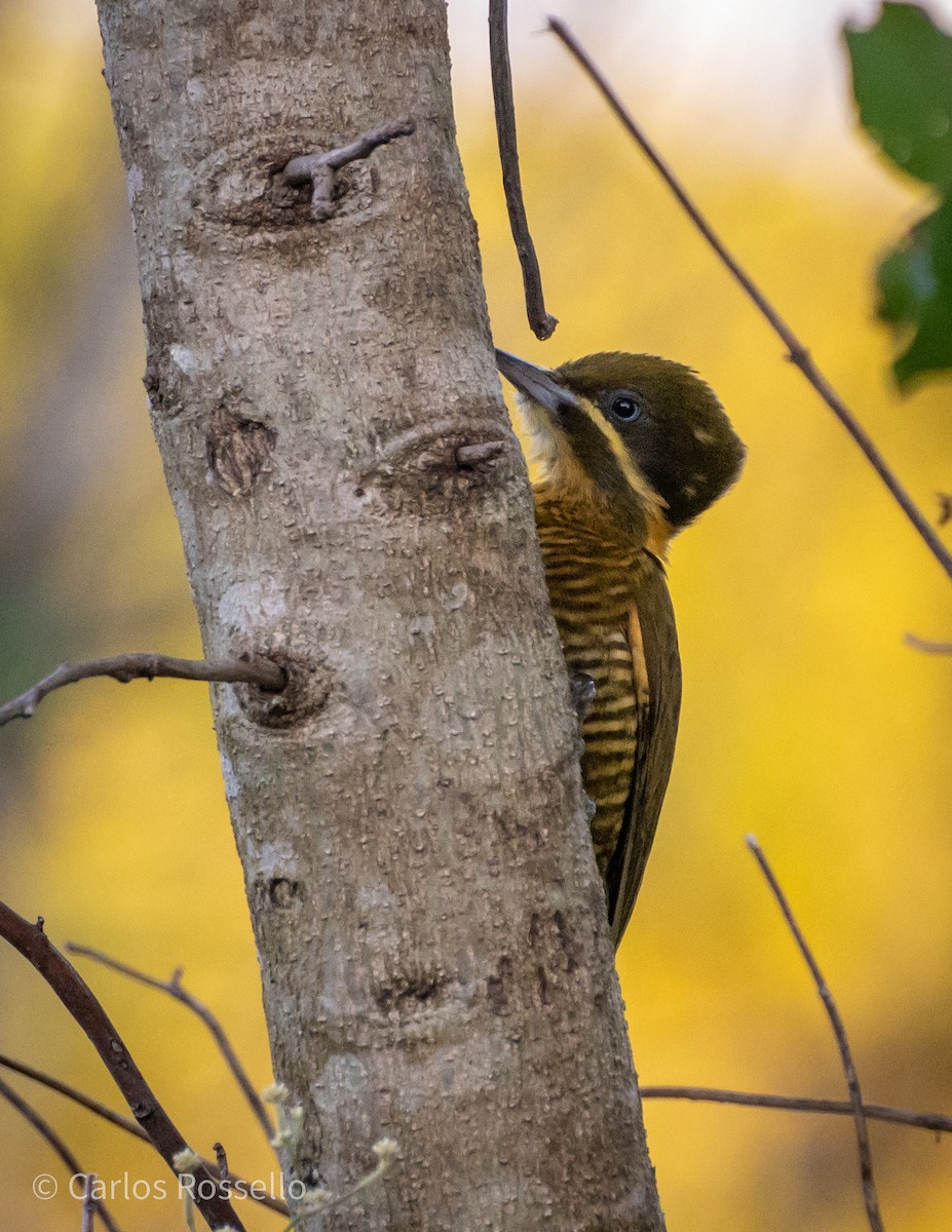 Golden-green Woodpecker - ML253198991