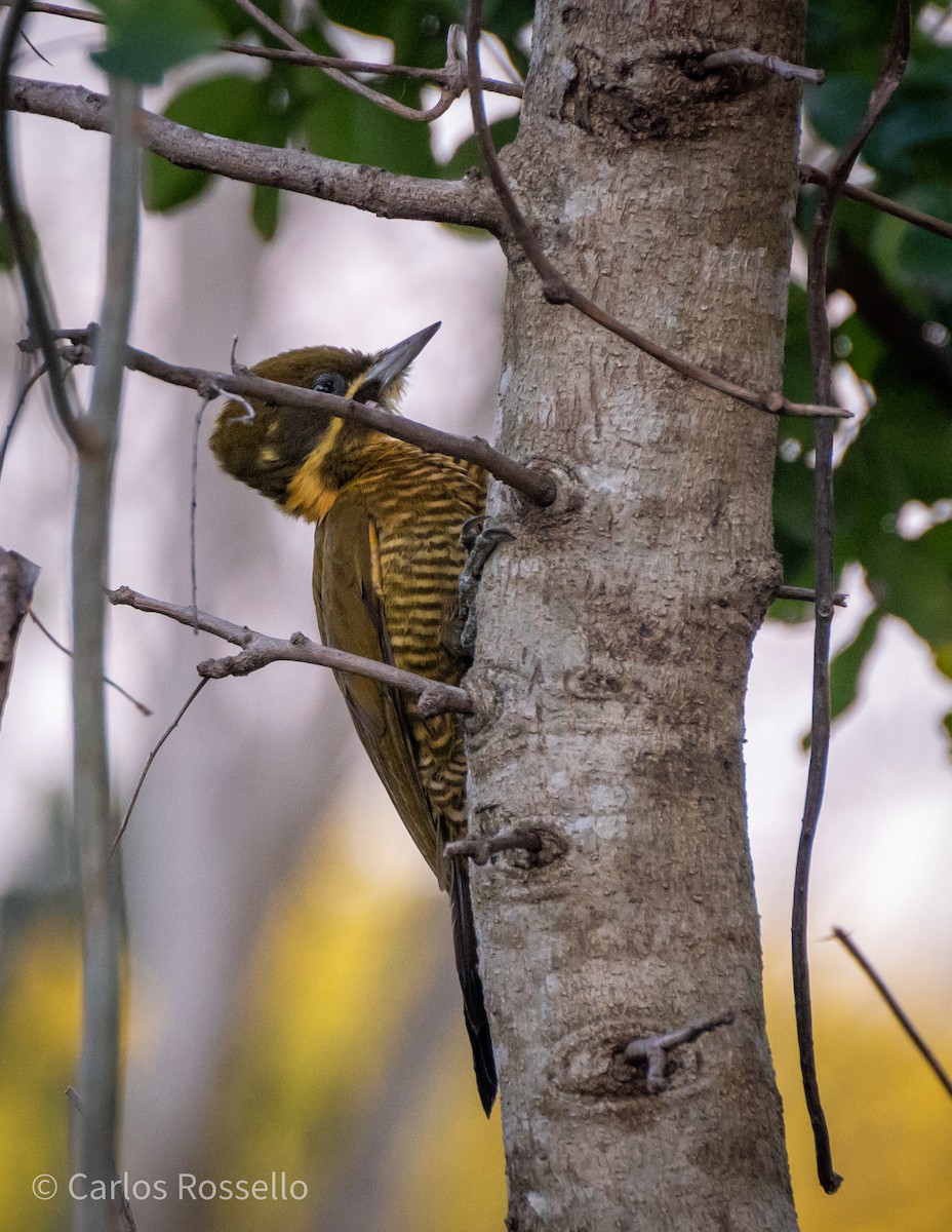 Golden-green Woodpecker - ML253199021
