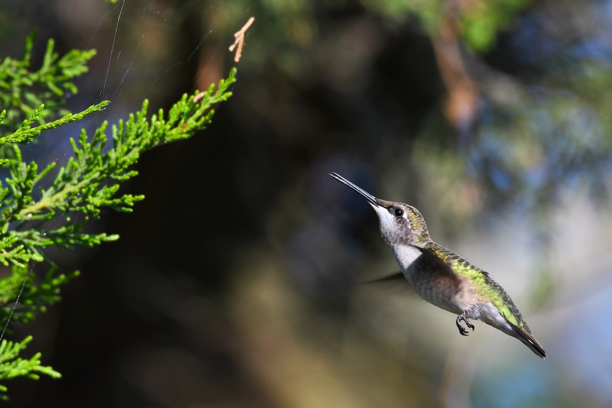 Ruby-throated Hummingbird - Paul Nale