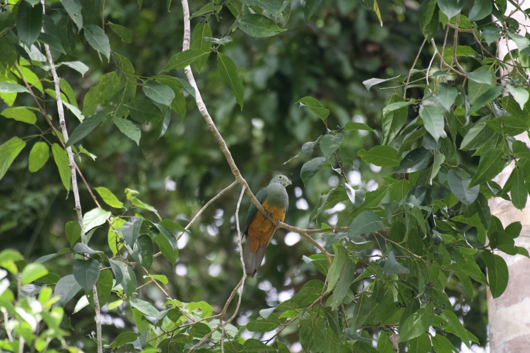 Scarlet-breasted Fruit-Dove - ML253204591