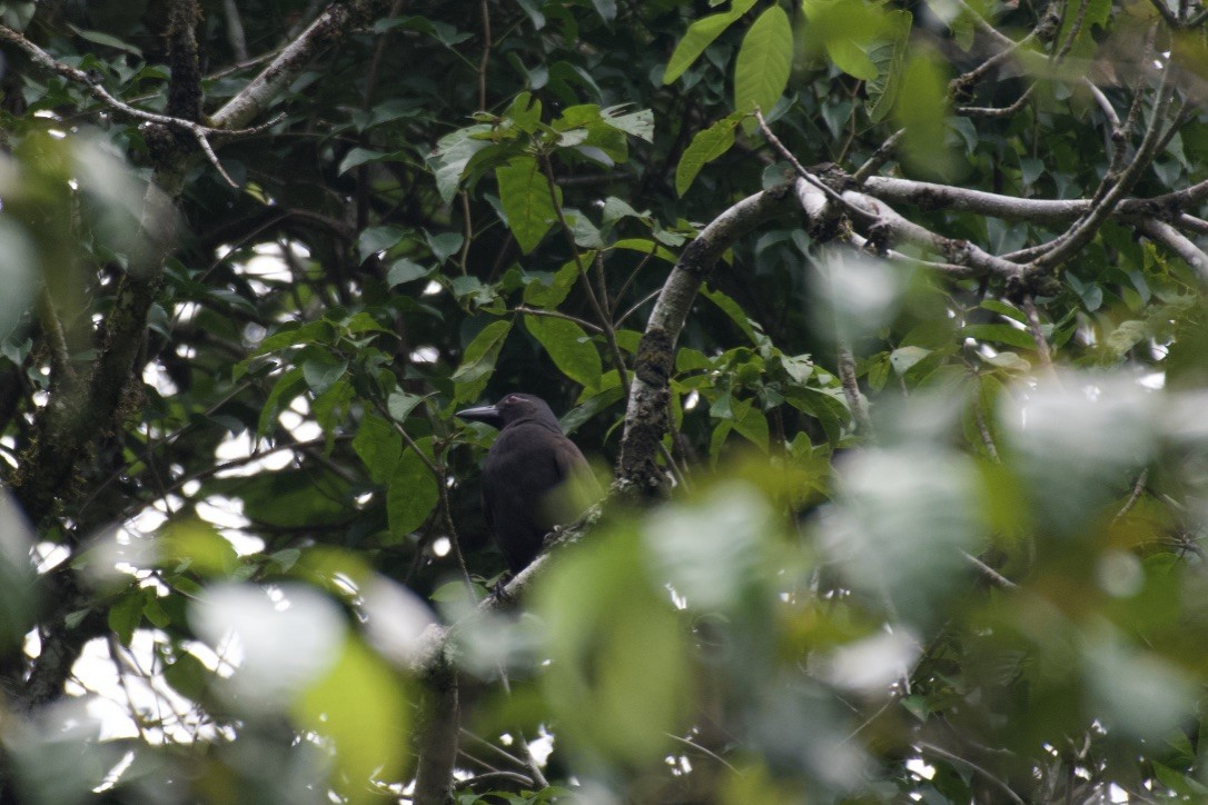 Halmahera Paradise-crow - ML253204611