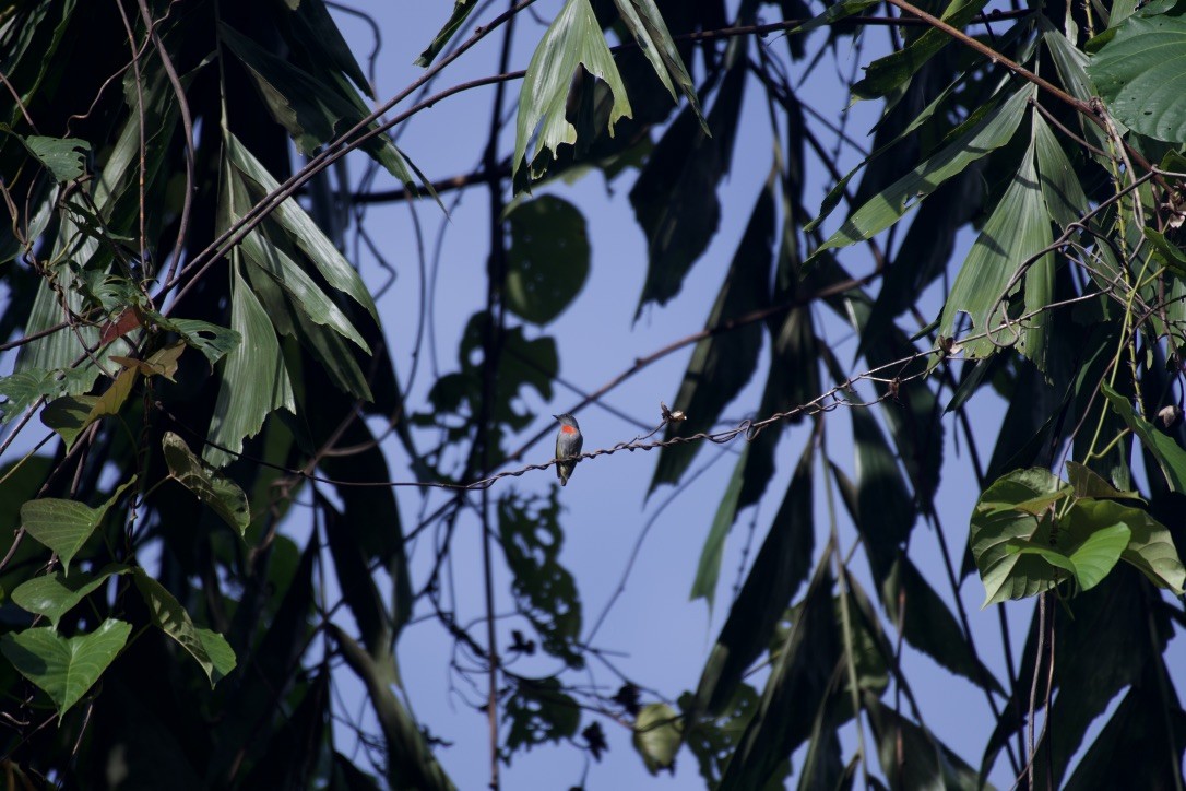 Halmahera Flowerpecker - ML253204651
