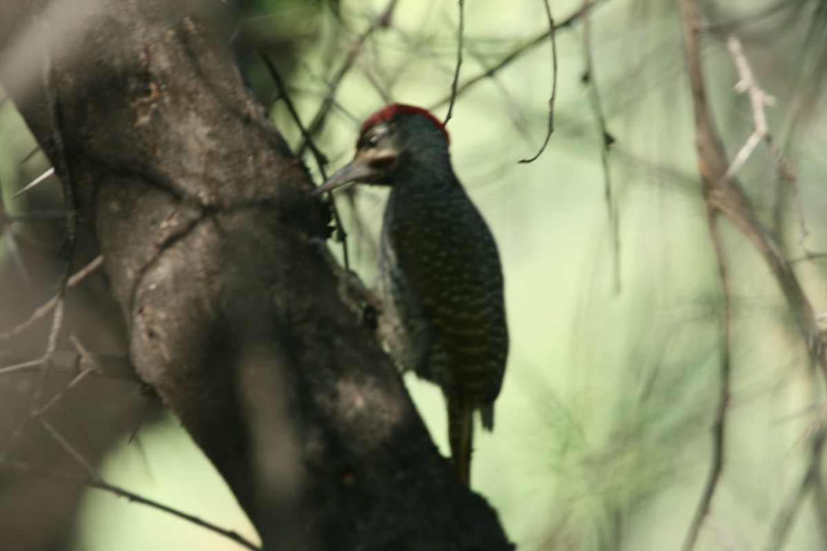 Golden-tailed Woodpecker (Golden-tailed) - ML253204811