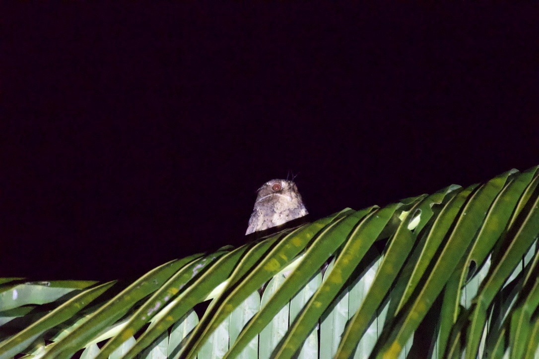 Moluccan Owlet-nightjar - ML253205211