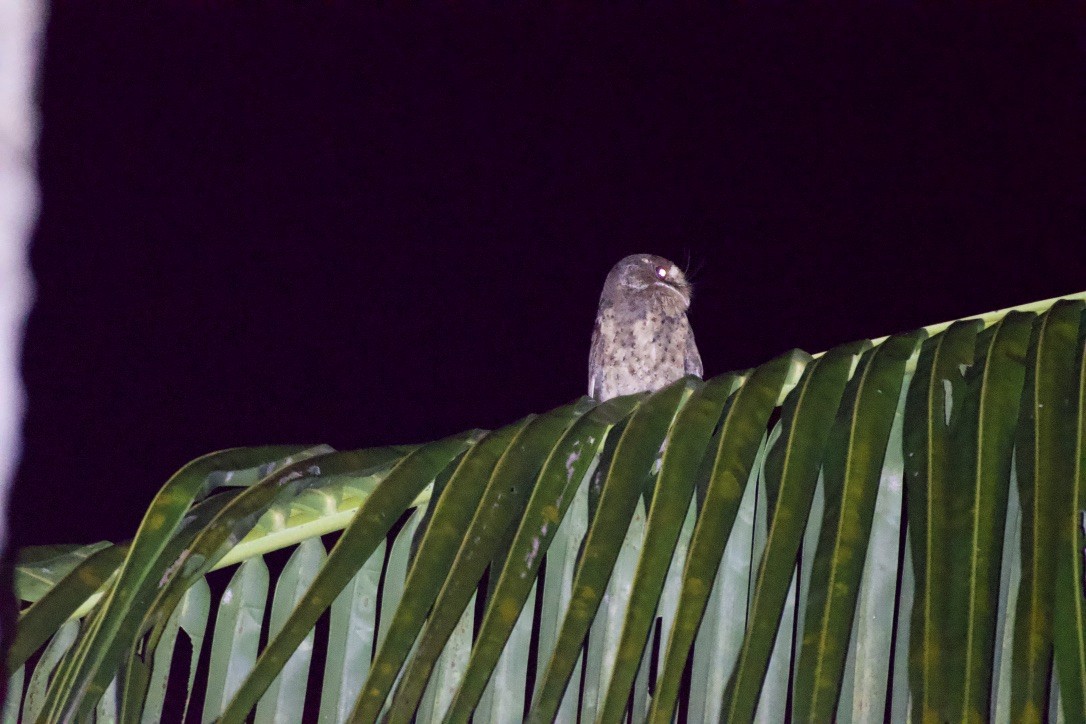 Moluccan Owlet-nightjar - Johan Bergkvist