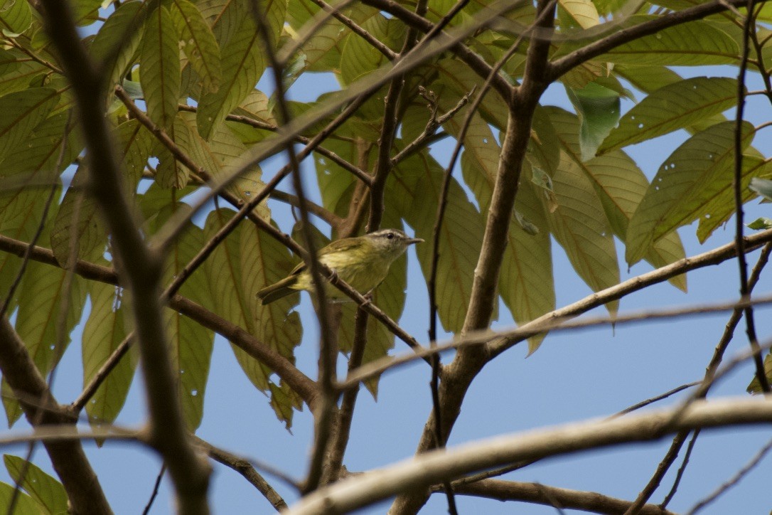 Island Leaf Warbler (Halmahera) - Johan Bergkvist