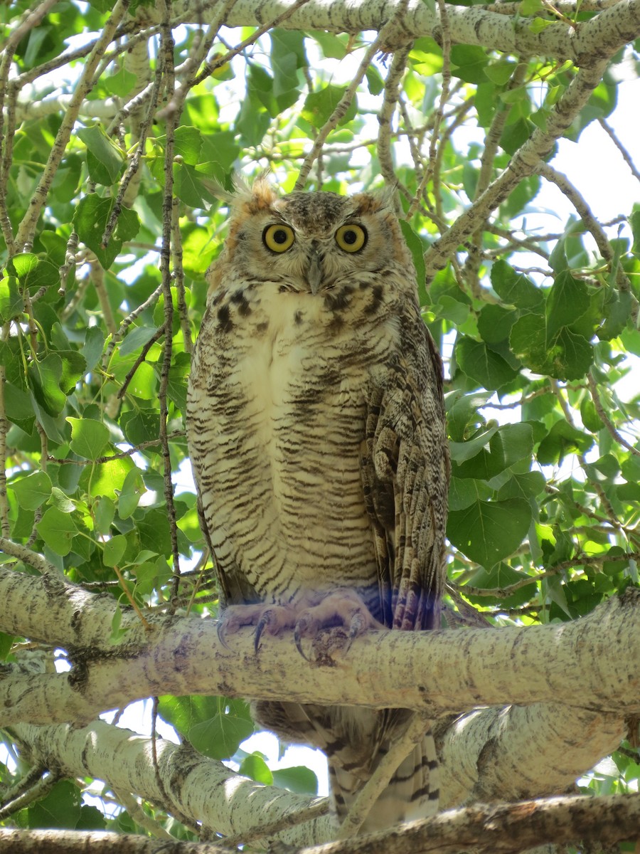 Great Horned Owl - Jessie Williamson