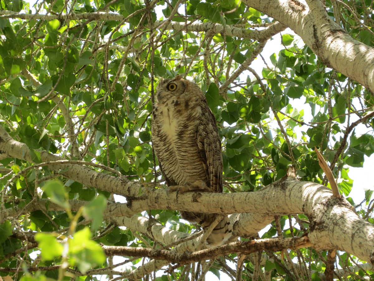 Great Horned Owl - ML253207361