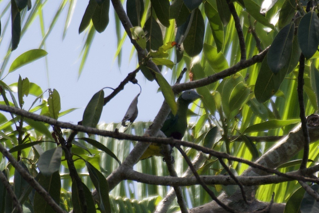 Сероголовый фруктовый голубь - ML253207451
