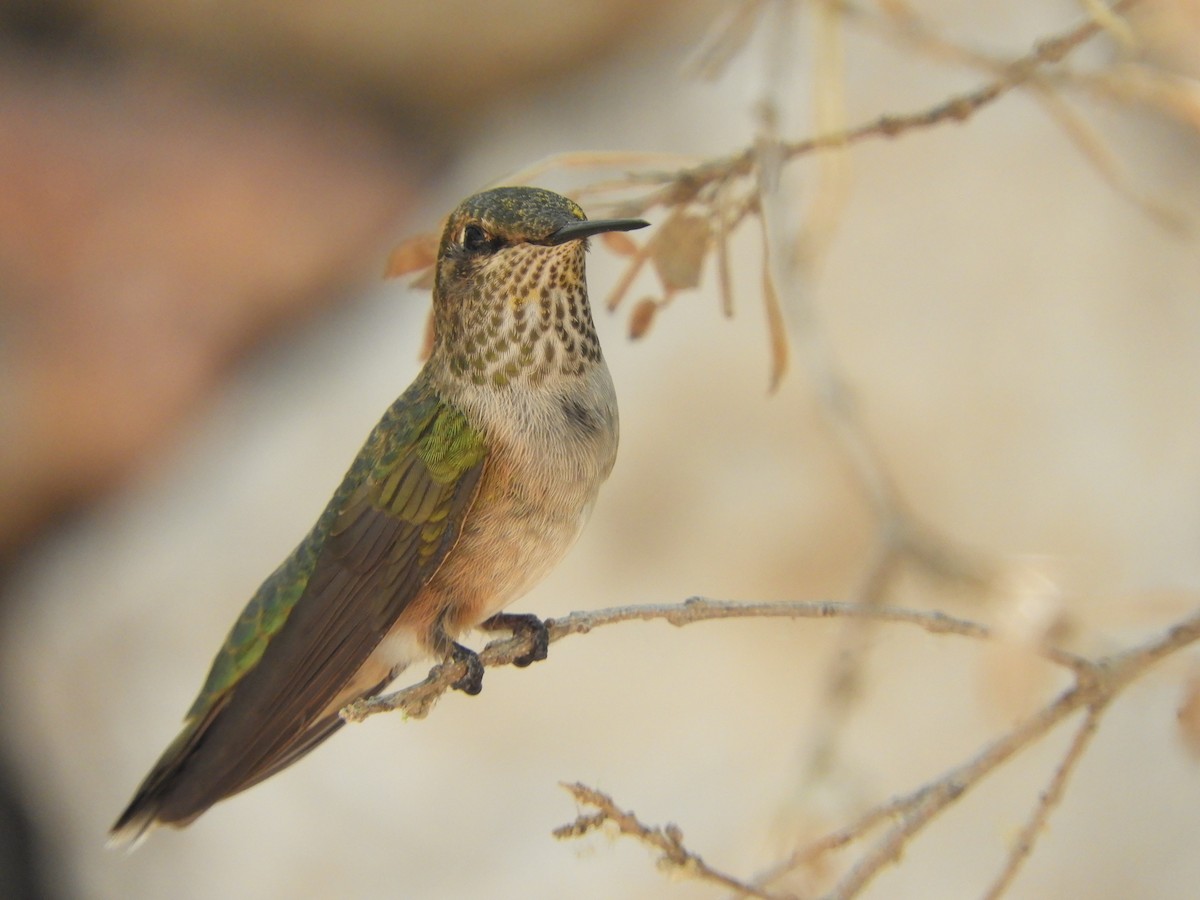 Broad-tailed Hummingbird - Dejeanne Doublet