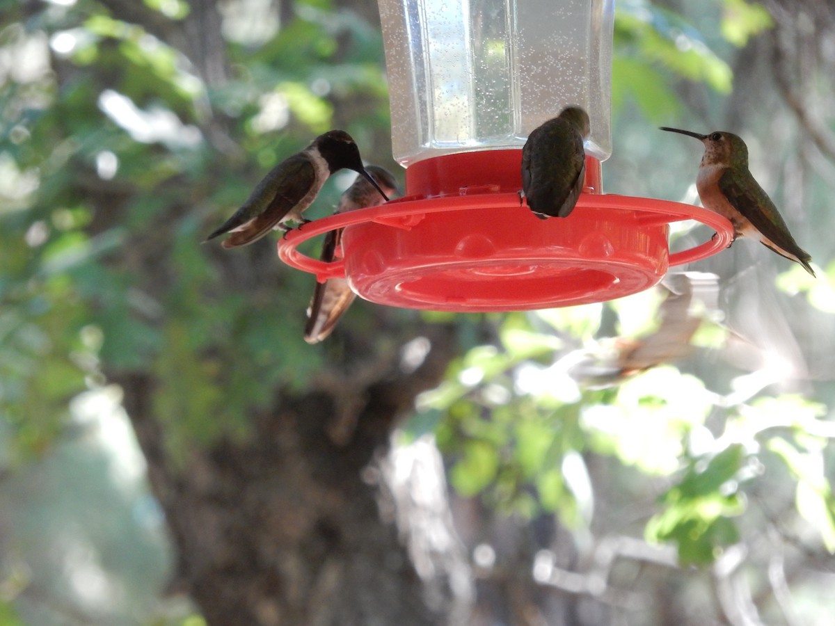 Black-chinned Hummingbird - ML253211091