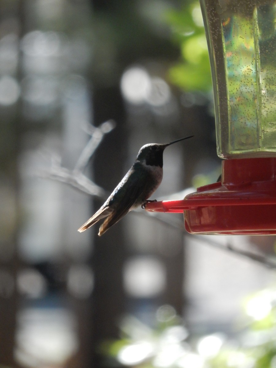Black-chinned Hummingbird - ML253211311