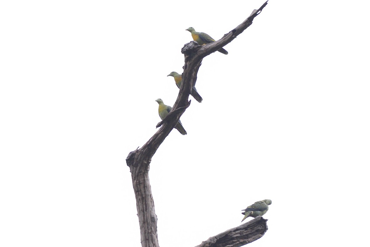 holub zelenošedý - ML253211631