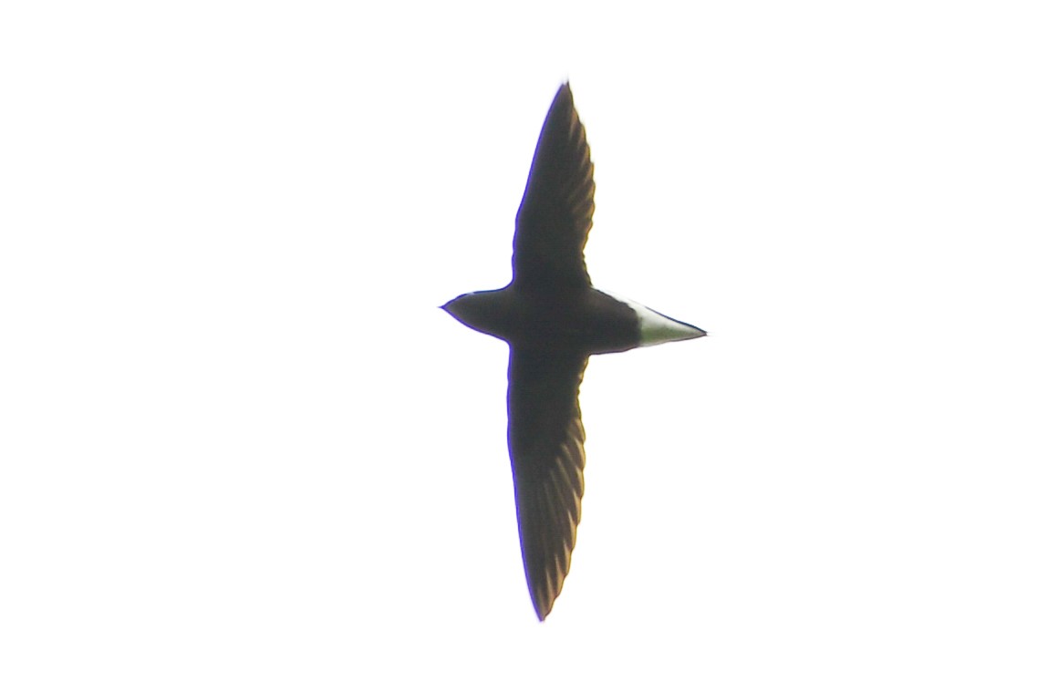 Brown-backed Needletail - ML253211651