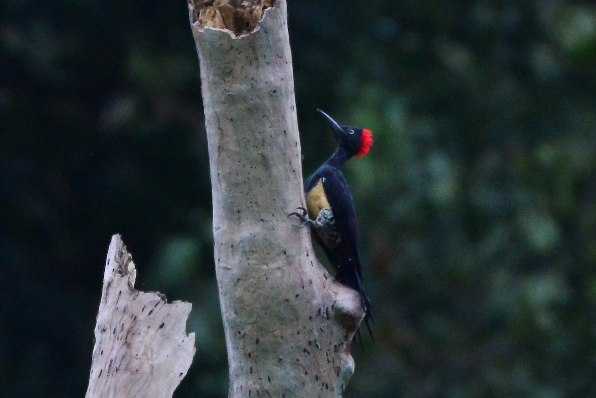 White-bellied Woodpecker - ML253211871