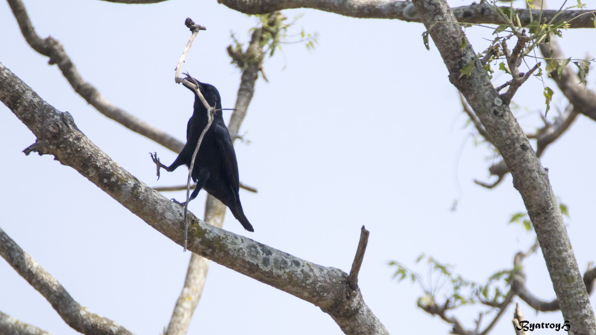 Large-billed Crow - Hemanth Byatroy