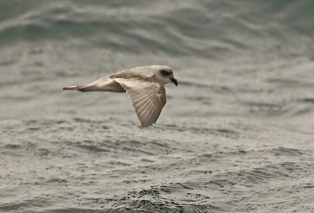 Fork-tailed Storm-Petrel - ML253215931