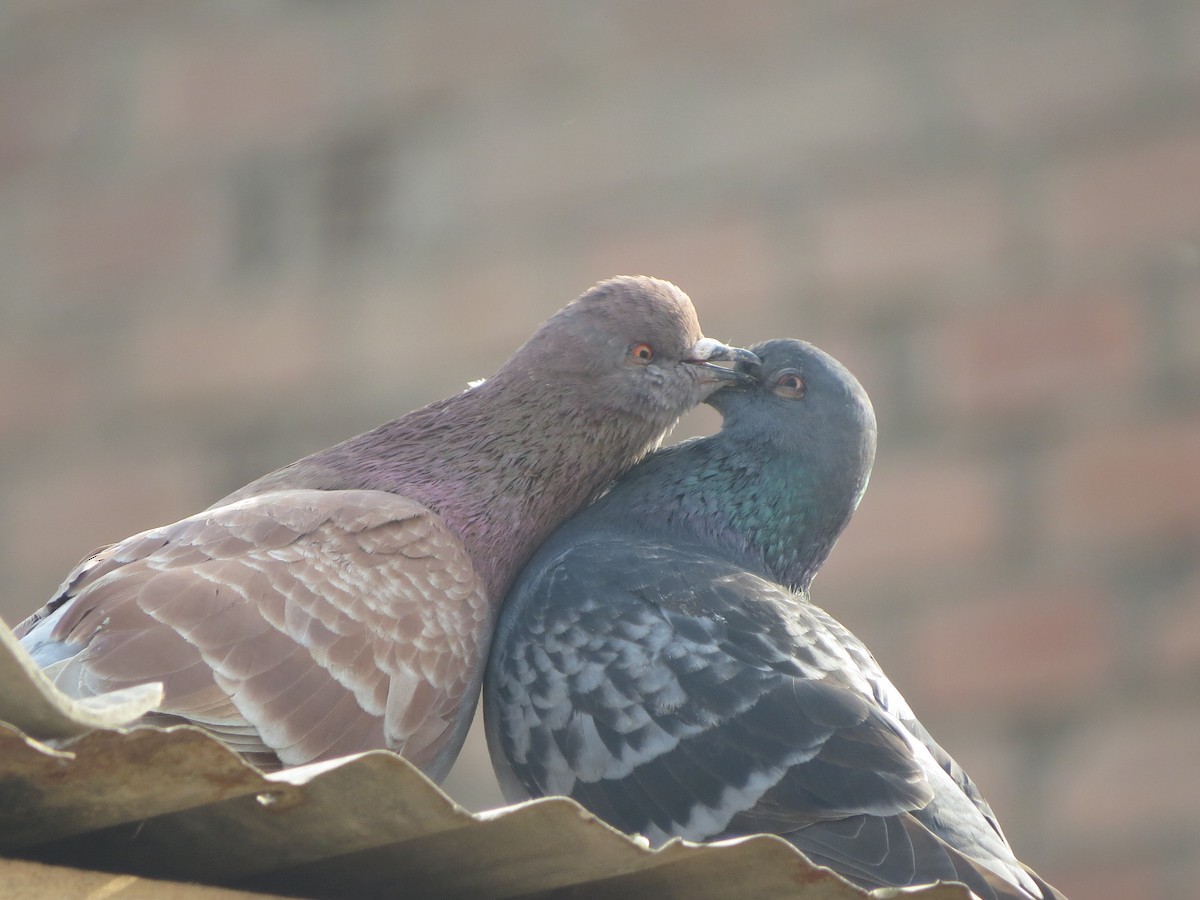 Rock Pigeon (Feral Pigeon) - Andrea Olivera Jara