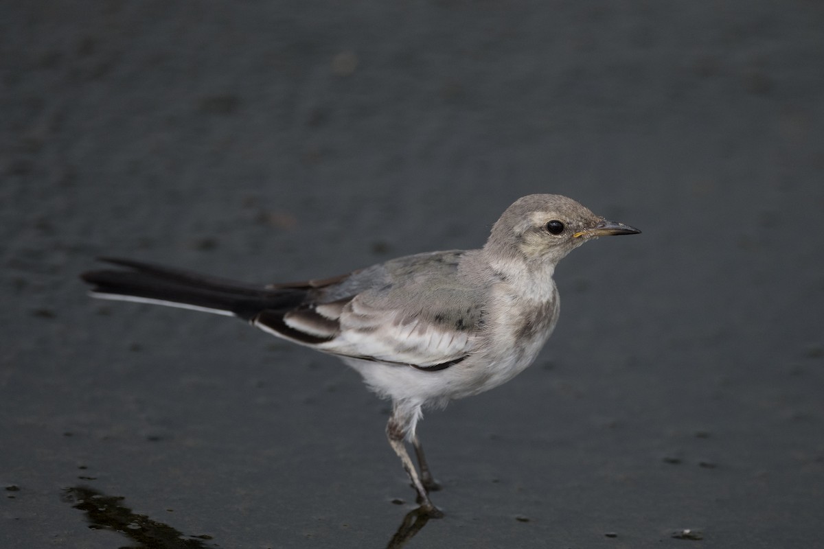 White Wagtail (Black-backed) - ML253219341