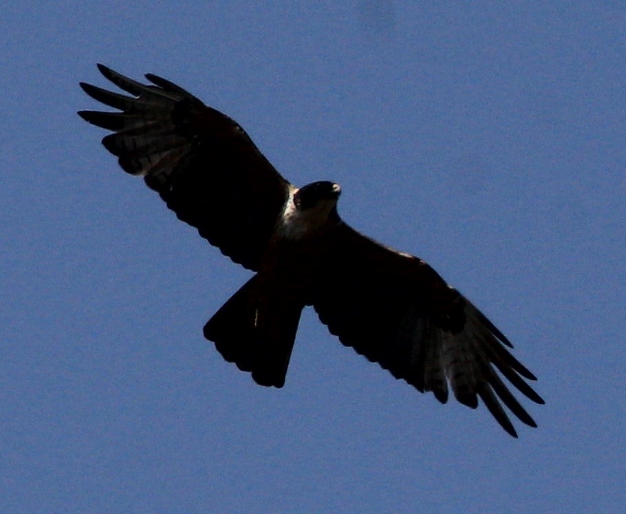 Rufous-bellied Eagle - Aravind Amirtharaj