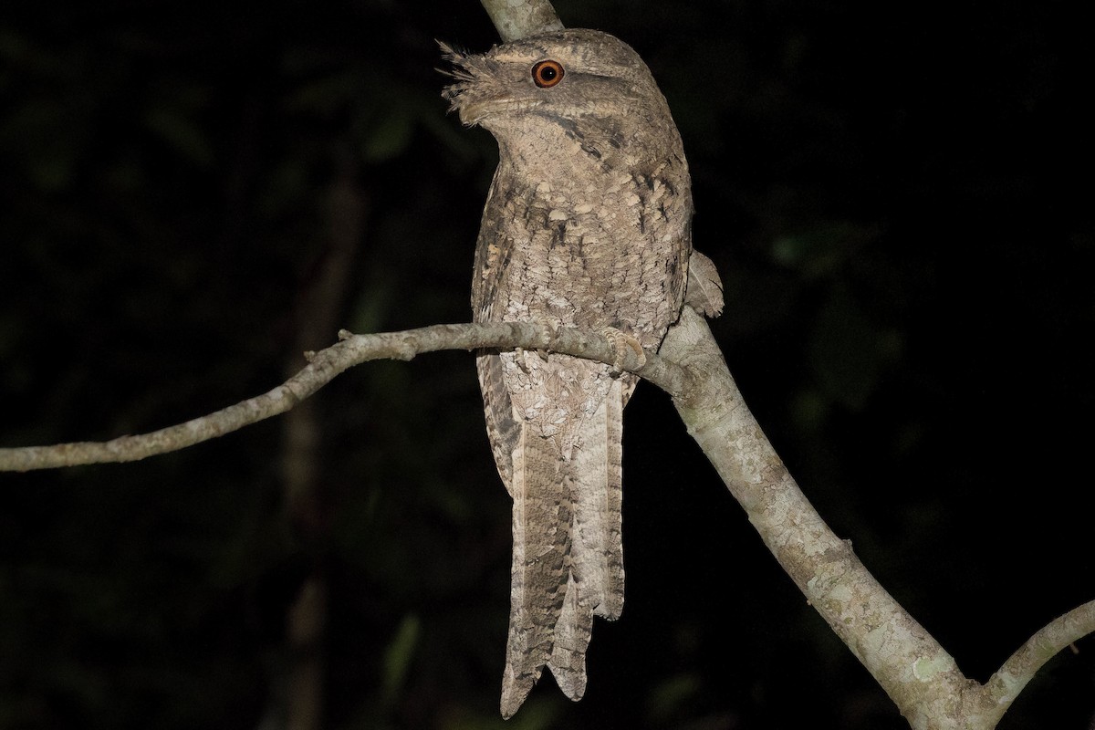 Marbled Frogmouth - ML253230561