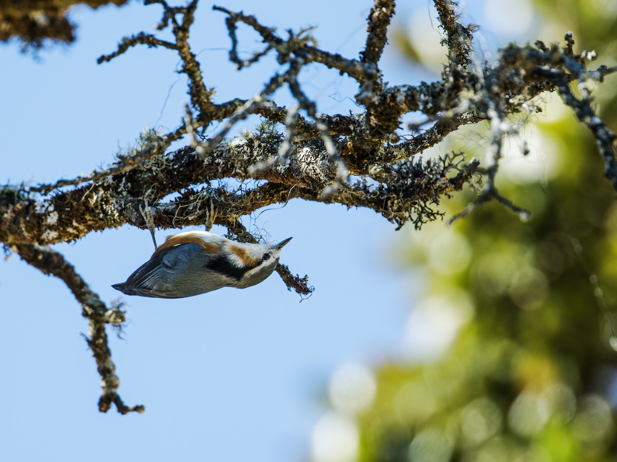 White-browed Nuthatch - ML253232381