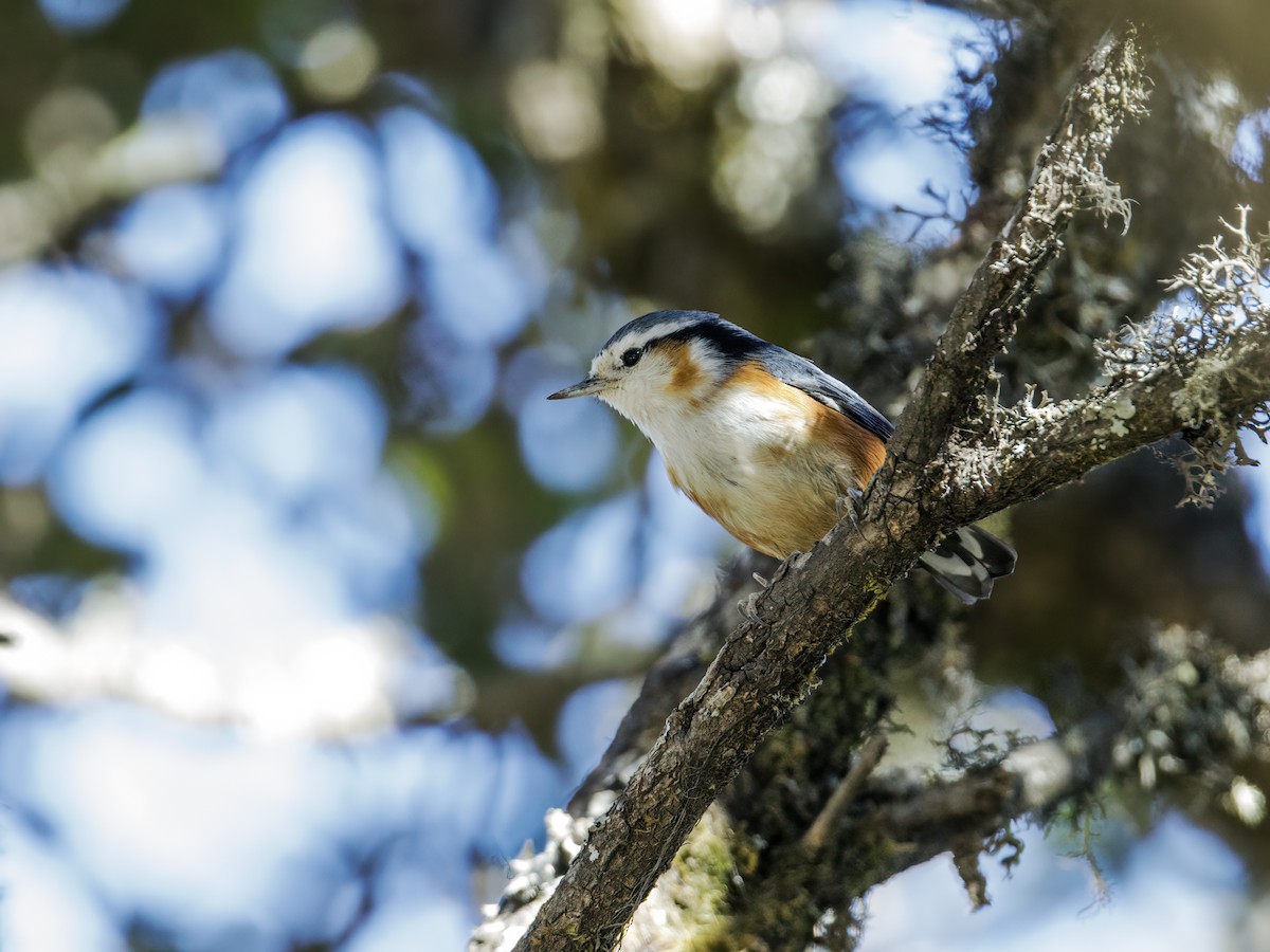 White-browed Nuthatch - ML253232391