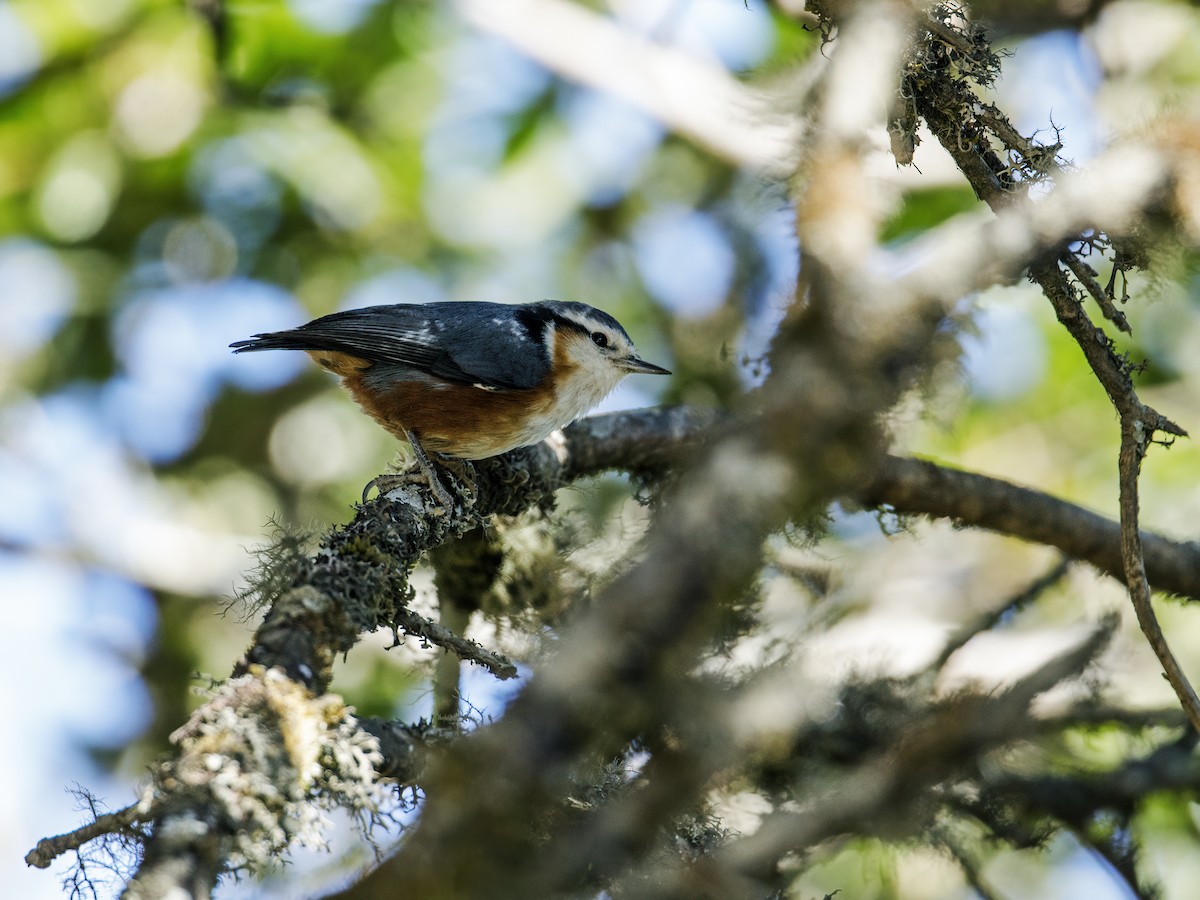 White-browed Nuthatch - ML253232401