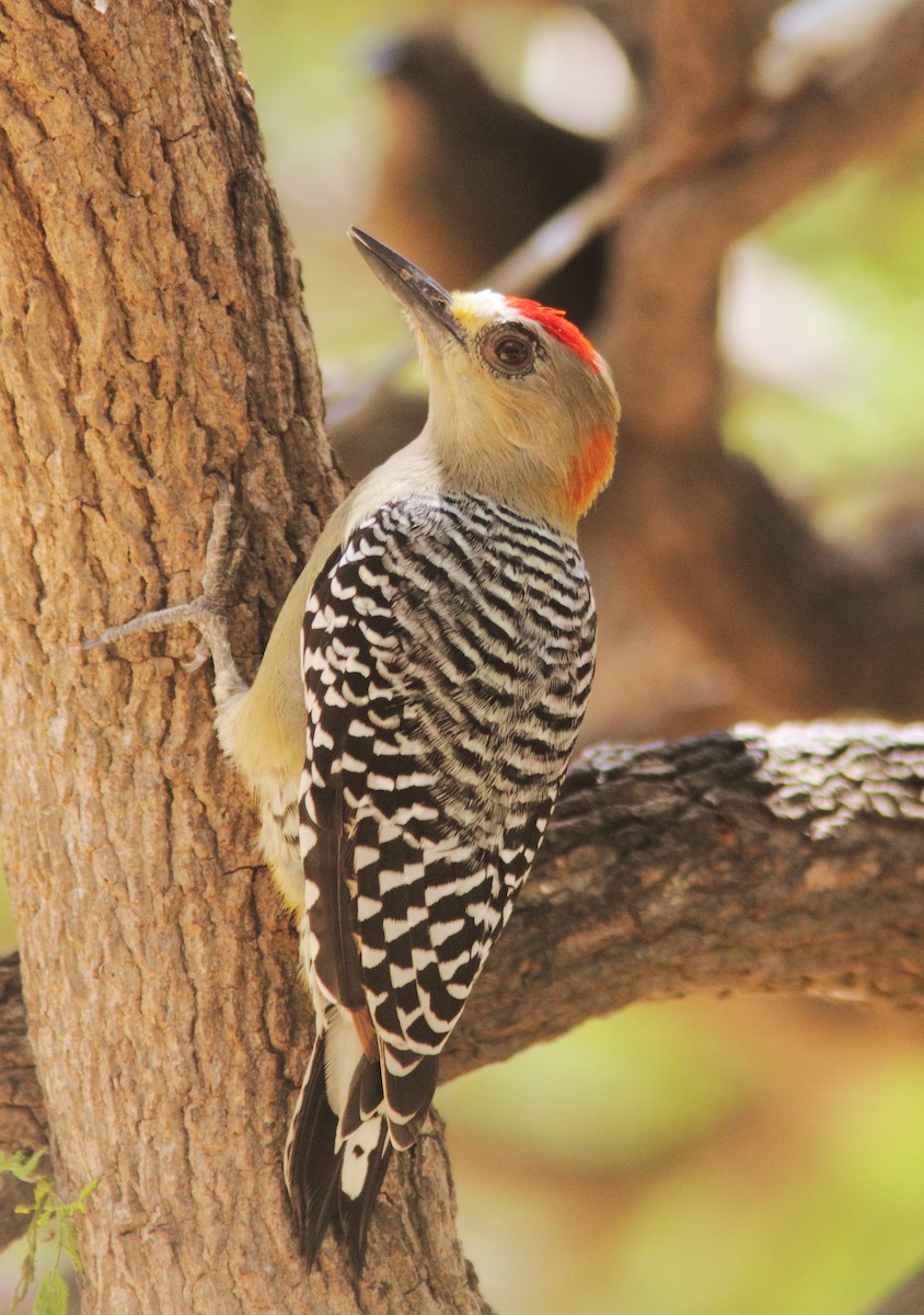 Red-crowned Woodpecker - ML253236001