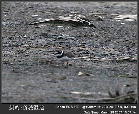 Common Ringed Plover - Qiang Zeng