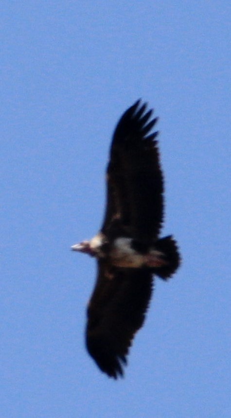 Red-headed Vulture - ML25323711