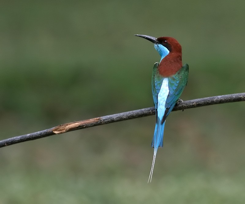 Blue-throated Bee-eater - ML253241301
