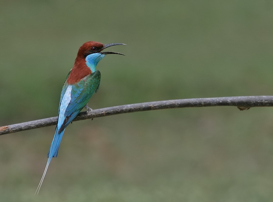 Blue-throated Bee-eater - ML253241321