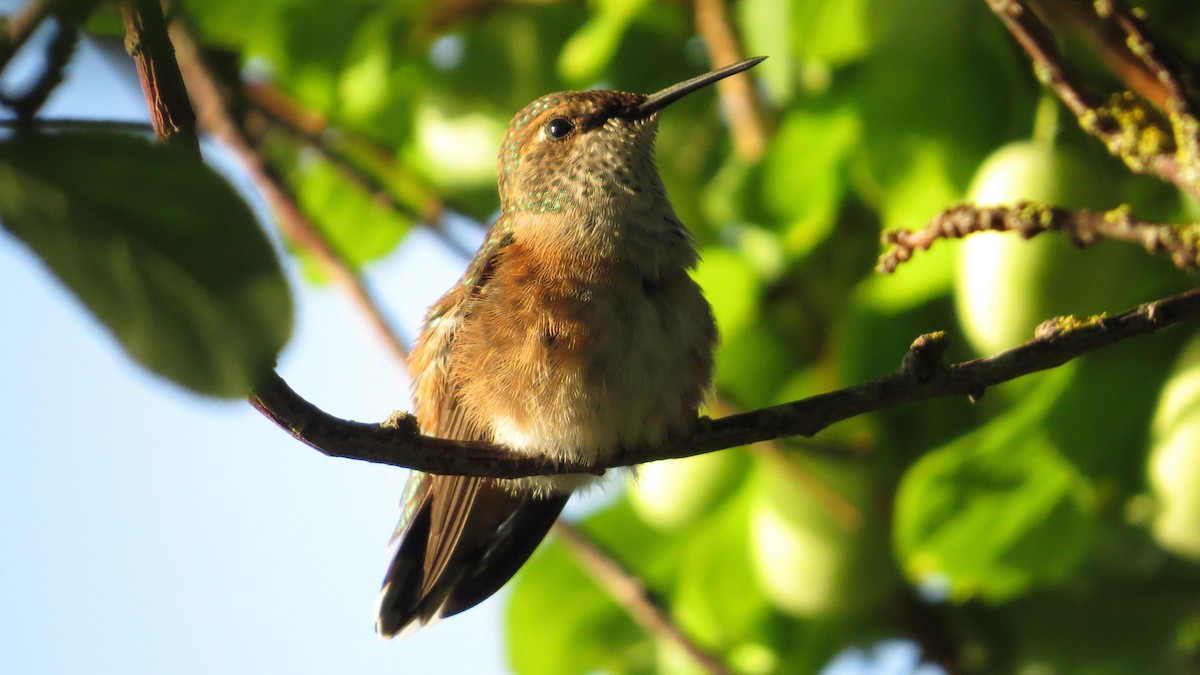 Rufous Hummingbird - Dan J. MacNeal